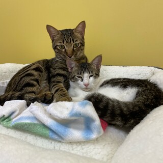 公園に捨てられた猫達の里親さんを探したい。