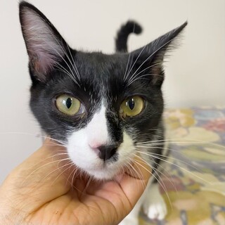 「面談予定」のんびり甘えん坊「ゴーギャン」くん❤