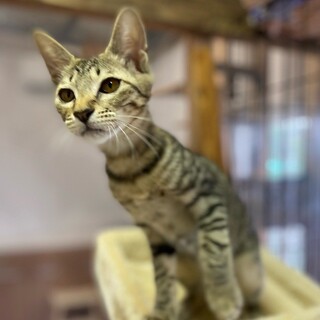 遊びも甘えもちょっぴり控えめ「あかね」ちゃん❤