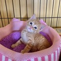 すりすり♡ゴロゴロ人懐こい男の子