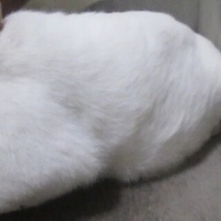 至急！生後2年前後オス（末去勢）