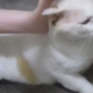 生後6年前後?オス（去勢済）