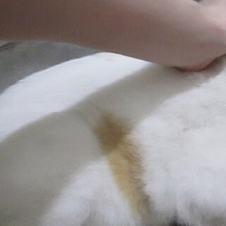 生後6年？前後オス（去勢済）