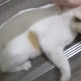 生後推定6年以上のメス猫おとなしい☆