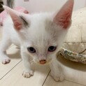 ブルーアイ☆かわいい子猫