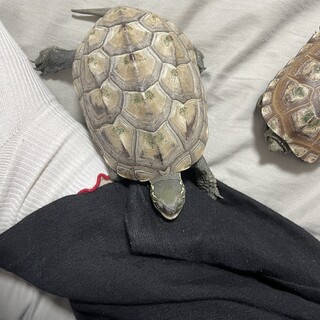 2歳の二匹のクサガメの里親を募集します！