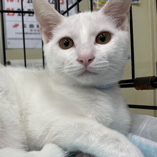 募集停止　おっとり甘えん坊男子アイス