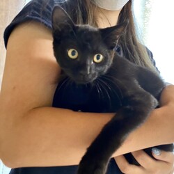 保護ねこ譲渡会 サムネイル2