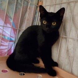 保護ねこ譲渡会 サムネイル3