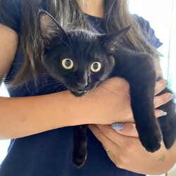 保護ねこ譲渡会 サムネイル2