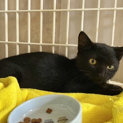 保護ねこ譲渡会 サムネイル3