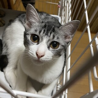 里親決まりました。