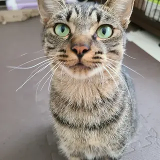 人間大好きなキジトラ『こんぶ』くん