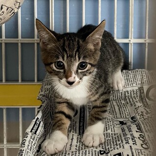 活発なハヤシ君