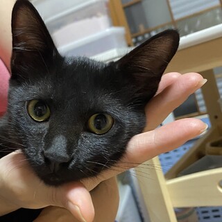 ★お留守番できます★甘えん坊でよく食べる鍵しっぽ君