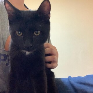 ★お留守番できます★人馴ればっちりで甘え上手