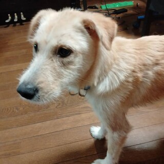 「こむぎ」女の子