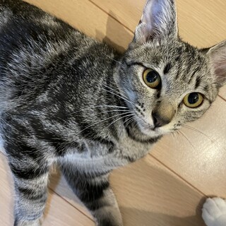 野生的なアメショ柄の女の子