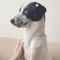 ポインター？可愛い懐こいワンチャンです