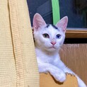 オッドアイの穏やかな子猫