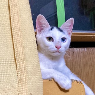 オッドアイの穏やかな子猫