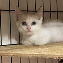 仲良し兄弟★つるちゃん★弟猫