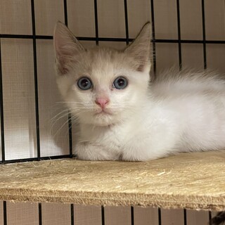 仲良し兄弟★つるちゃん★弟猫