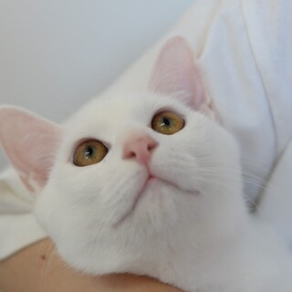 綺麗な白猫くん【譲渡会参加】