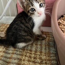 in瀬戸市~子猫大集合！保護猫の譲渡会2022年10月1日（土）～ 非営利団体「ちーむ にゃいんず」