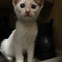 子猫里親募集！