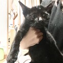 子猫里親募集！