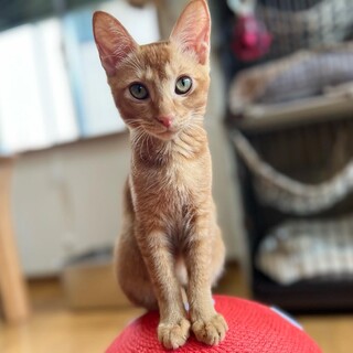 おしりトントン好きな甘えんぼうのレイ