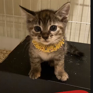 遊ぶのが大好き、キヌちゃん♡