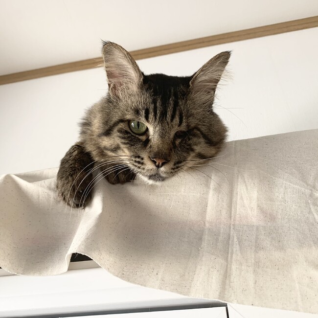 nyank_o123のカバー写真