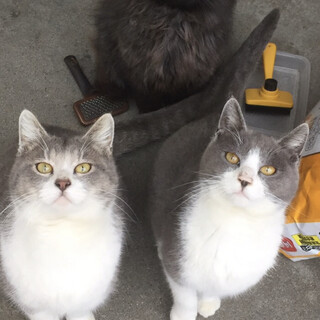 久留米/黒　長毛　オス