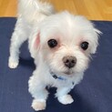 小っちゃくてアグレッシブ‼︎その可愛さにぞっこん♡