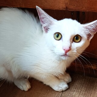 美しい白子ネコちゃん