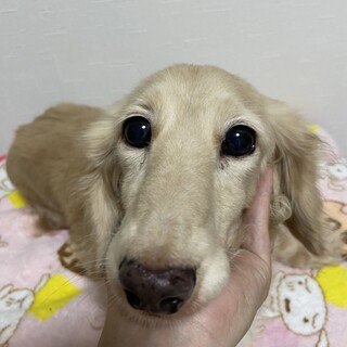 Mダックス女の子