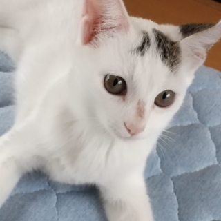 人も猫も好き社交的な女の子❤️