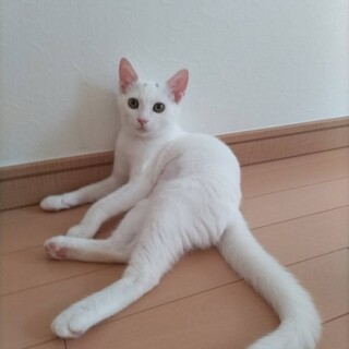 仲良し３姉妹♡キトンキャップがあどけない パキシ♀