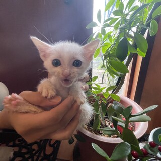 真っ白な子猫の兄妹(^^)男の子の「シュガー」