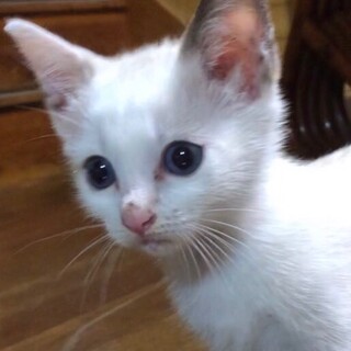 ちぃちゃん、2ヶ月に女の子ニャン❤️ 