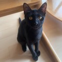 くろねこ⭐︎♂【10/1(土）P2西長住店譲渡会】