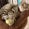 もなもなまるこ