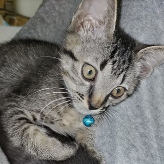 遊ぶの大好き甘えん坊♥サバキジトラ千代丸