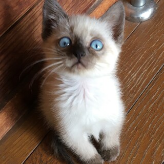 募集一時停止　馴れ馴れ男子★ぽん