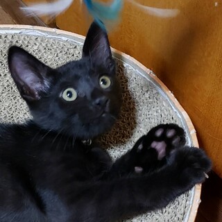 遊んで欲しくてたまらない甘えん坊★結丸