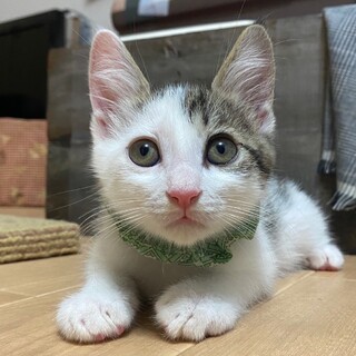 キョトンとした困り顔の癒し系　サム♂