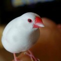 文鳥 成鳥 手乗り崩れの荒鳥です。