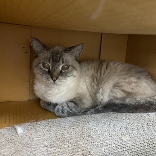 シャム系しっぽ縞々の　しまくん　推定１０歳